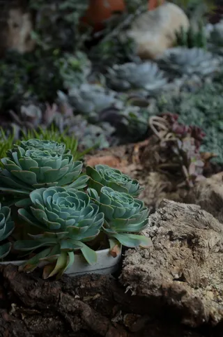 植物，肉质植物，花，石头，岩，绿色