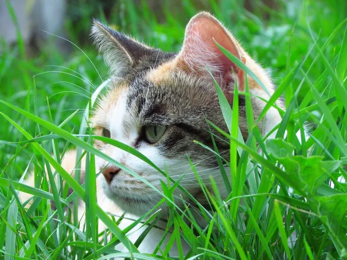 猫，花园，Tor，家养，猫的，户外