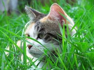 猫，花园，Tor，家养，猫的，户外