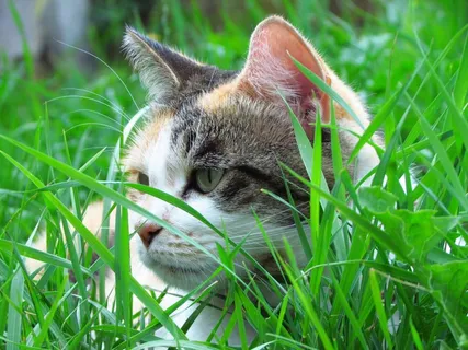 猫,花园,Tor,家养,猫的,户外 猫,花园,Tor,家养,猫的,户外