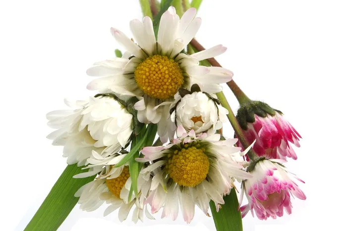 雏菊，花，春天，黄色，白色，明亮，花束
