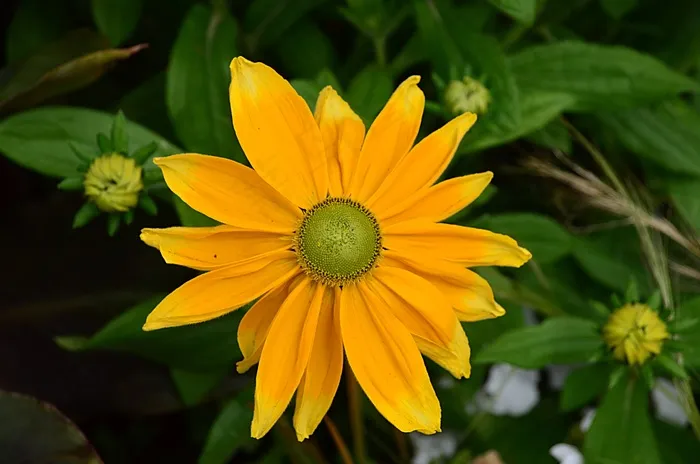 Tithonia Diversifolia，墨西哥向日葵，花
