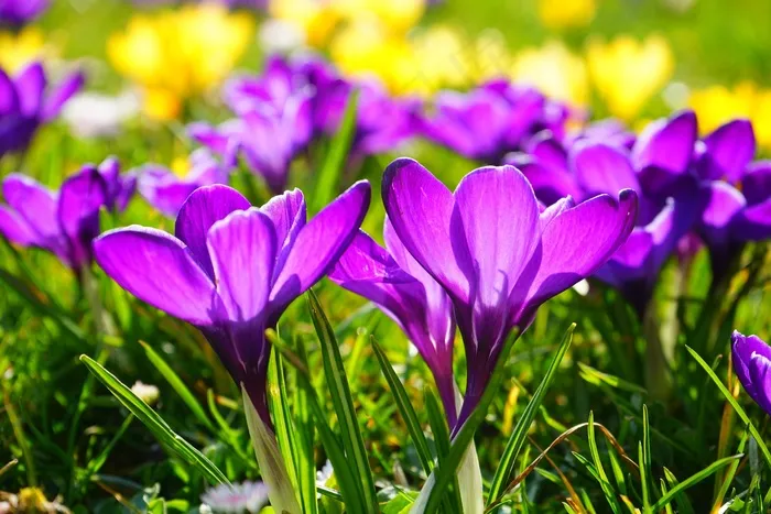 番红花，花，春天，Bühen，紫色，开花，盛开