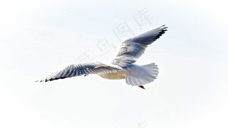 海鸥，黑头鸥，羽毛，水禽