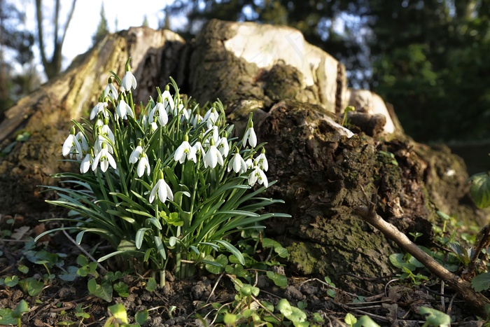 春天，雪花莲，花，植物，自然