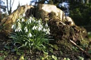 春天，雪花莲，花，植物，自然
