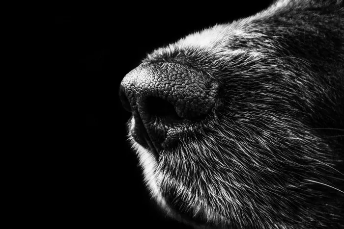 canine,手,河狸,头发,棕熊,狗鼻子的黑白更高