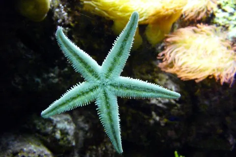 海星,海洋动物,水族馆,棘皮动物 海星,海洋动物,水族馆,棘皮动物