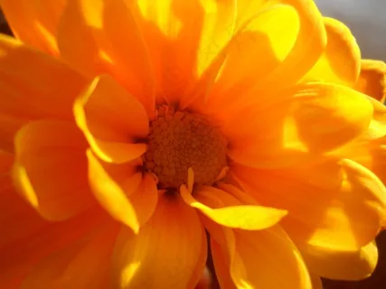 雏菊，花的，植物，自然，开花，盛开，花瓣