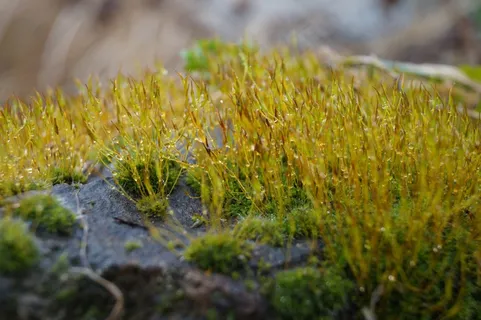 苔藓，石头，雨后，只需加水，雨滴