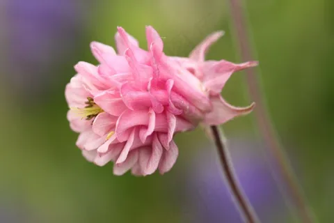 哥伦拜恩，开花，花，粉红色，鲜花