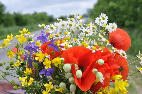 野花,鲜花花束,红罂粟 野花,鲜花花束,红罂粟