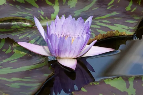 睡莲,睡莲,豹纹,玫瑰湖 睡莲,睡莲,豹纹,玫瑰湖