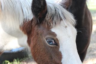 马，德国Reitponny，小马，驹，大火，种马