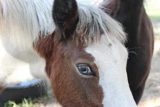 马，德国Reitponny，小马，驹，大火，种马