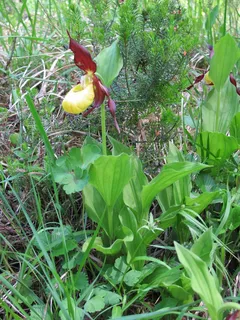 鲜花，Frauenschuh，兰花花，开花，盛开