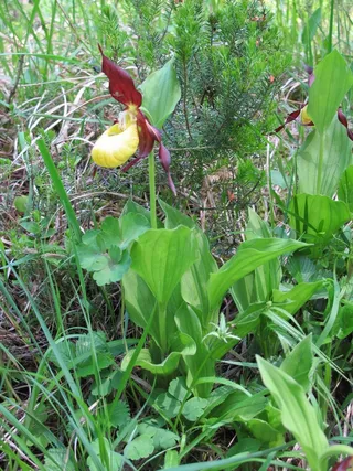 鲜花，Frauenschuh，兰花花，开花，盛开