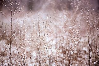 植物，雪，冬季，降雪，白色，涵盖，季节