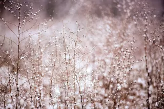 植物，雪，冬季，降雪，白色，涵盖，季节