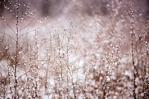 植物,雪,冬季,降雪,白色,涵盖,季节 植物,雪,冬季,降雪,白色,涵盖,季节