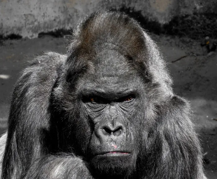 大猩猩，猴子，猿，动物园，银背，严峻