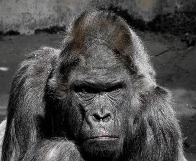 大猩猩，猴子，猿，动物园，银背，严峻