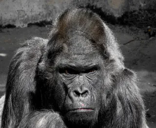 大猩猩，猴子，猿，动物园，银背，严峻