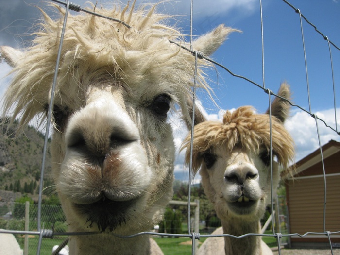 羊驼，动物，头