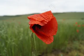 罂粟，红色，草地，草甸花，花，性质