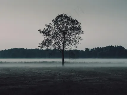 树木,场,雾,有雾,性质,森林,树林,天空 树木,场,雾,有雾,性质,森林,树林,天空