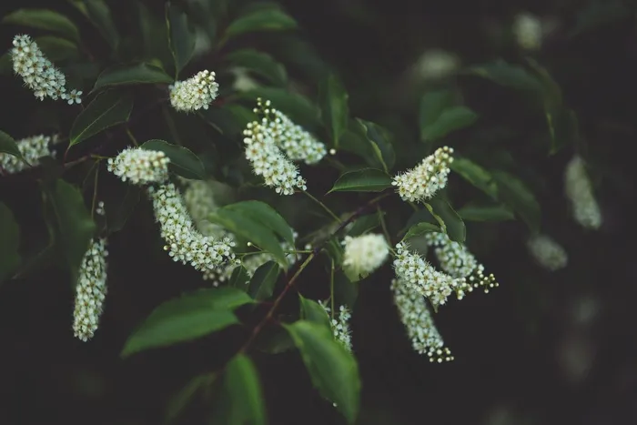 花,鲜花,白,叶,叶子,绿色,自然 花,鲜花,白,叶,叶子,绿色,自然