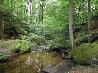 森林，植物，树木，卡尔斯塔尔，巴赫