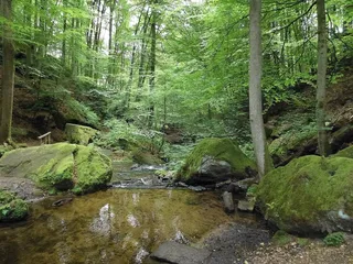 森林，植物，树木，卡尔斯塔尔，巴赫