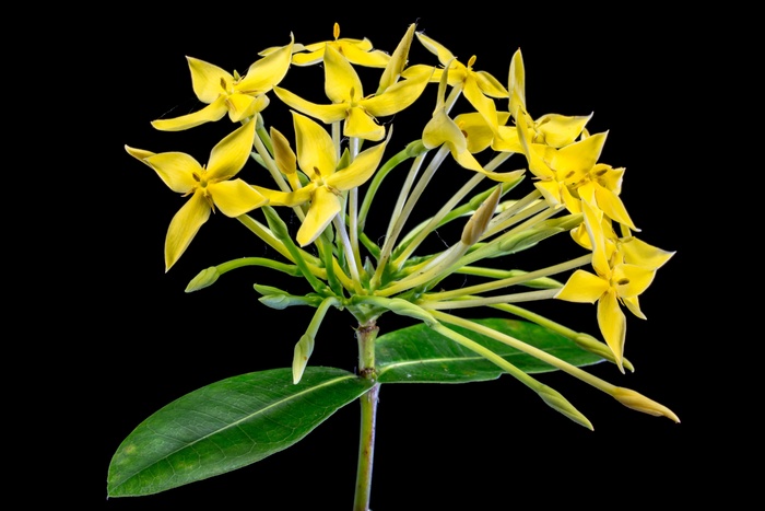 花，开花，黄色，关闭
