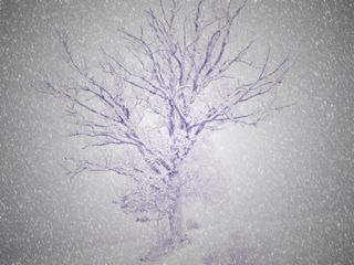 超现实，树，寒冬，雪，光