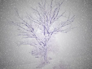 超现实，树，寒冬，雪，光