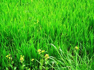 草，草地，植物，玉米s，玉米栽培