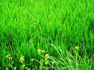 草，草地，植物，玉米s，玉米栽培