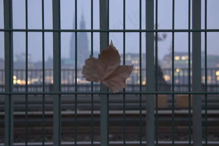 鸟类,窗,铁丝栏杆,画眉,笼子,在德国汉堡的秋叶