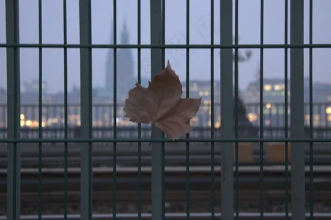 鸟类,窗,铁丝栏杆,画眉,笼子,在德国汉堡的秋叶 鸟类,窗,铁丝栏杆,画眉,笼子,在德国汉堡的秋叶