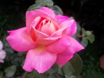 罗莎,美容,花,粉红色,自然,委内瑞拉 罗莎,美容,花,粉红色,自然,委内瑞拉