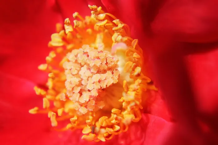花，宏，玫瑰，特写，花的，植物，自然