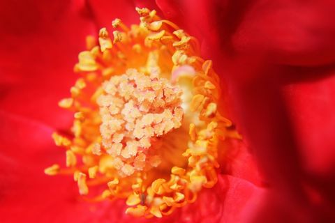 花，宏，玫瑰，特写，花的，植物，自然