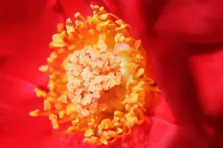 花，宏，玫瑰，特写，花的，植物，自然