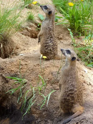 猫鼬，蒂尔加滕，动物园，好奇