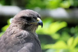 常见的秃鹰，eo，eo，猛禽，猛禽