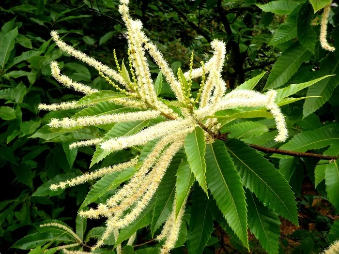 食用板栗，板栗，花序