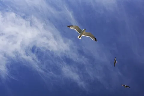 海鸥,莱尔德,飞机,雪雁,海鸥图,天空中的海鸥 海鸥,莱尔德,飞机,雪雁,海鸥图,天空中的海鸥