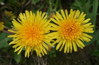 蒲公英，花，黄色，盛开