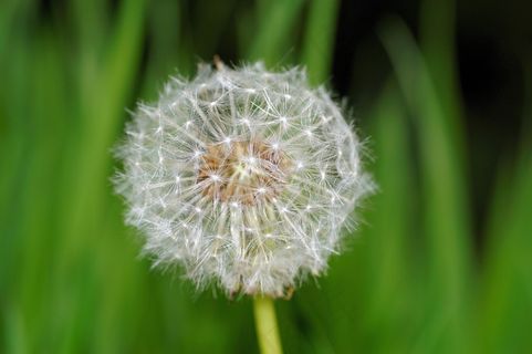 蒲公英，开花，夏天，种子